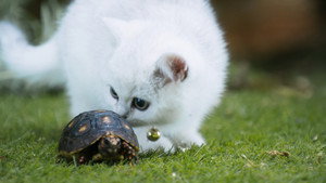 Tortoise Scare
