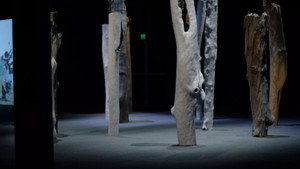 NAIDOC Week: Dylan Mooney, Eucalyptusdom