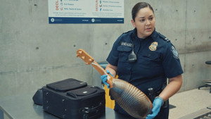 High at the Border