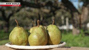 Pear