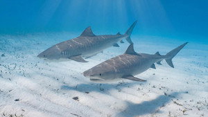 Diving with Tiger Sharks