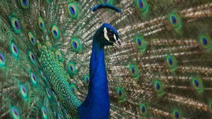 Natural Born Rebels: The Mating Game