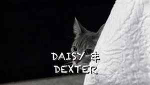 Stalking Miss Daisy