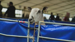 Kelso Ram Sales