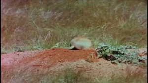 Prairie Dog Village