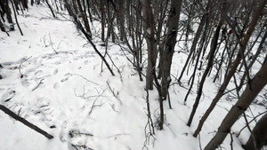 Icebound