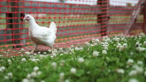 Chicken Lickin'