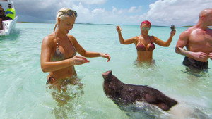 Swimming With Pigs