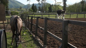Iwate: Land of History and Horses