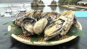 SPRING OYSTERS