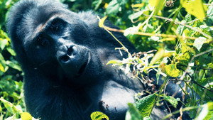 Apes