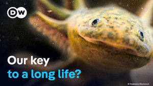 Axolotl