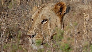 The Man-Eaters of Tsavo