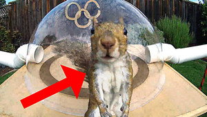 Backyard Squirrel Olympics 3.0