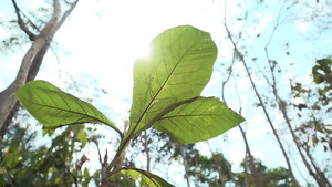 Homegrown Sustainable Forestry: Indonesia