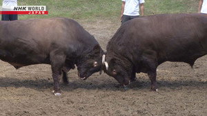 Bull Battles – A Community's Beloved Tradition