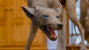 Texas Chupacabra