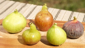 FIG