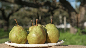 Pear