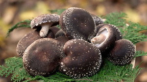 SHIITAKE