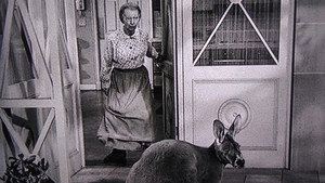 The Giant Jackrabbit
