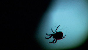 Texas Monster Web