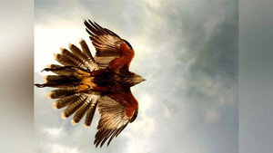 Beaks And Talons