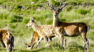 Wild Britain