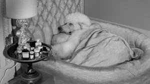 Drysdale's Dog Days