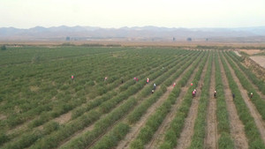 Counting on Red Fruit: China's One Belt One Road Initiative