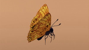 Butterflies