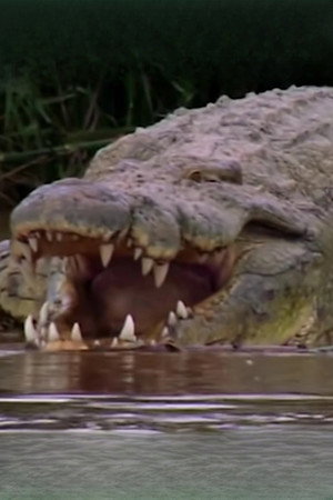 Gustave the Crocodile