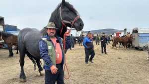 Romania's Controversial Horse Markets
