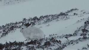 Life Below Zero