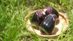 Eggplants