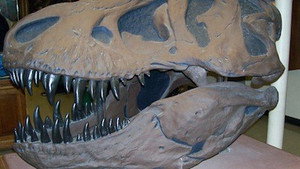 Dino Meteor