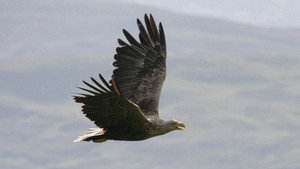Eagles of Mull