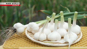 Garlic