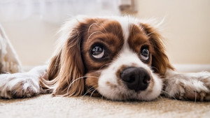 Journey into the minds of animals