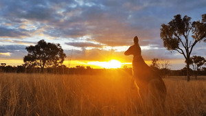 Australia