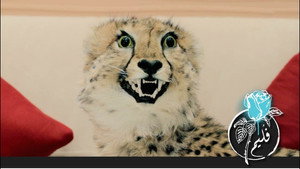 Cheetah Wound
