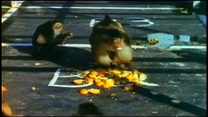 Monkey Shines