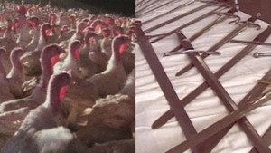 Thanksgiving Is Not for Turkeys