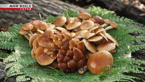 Nameko