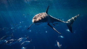 I Was Prey: Terrors From the Deep