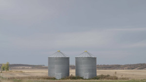 Canola Caper