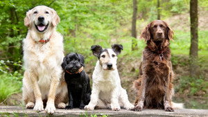 Dog Tales