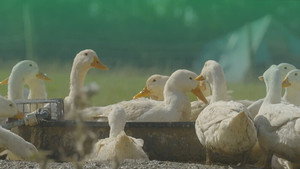 De pekingeenden van Gelderland