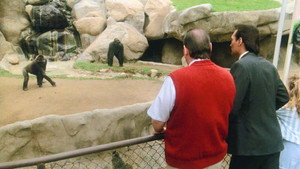 Gorilla My Dreams