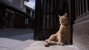 Kurashiki: Feline Friends